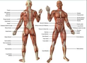 Human body muscles